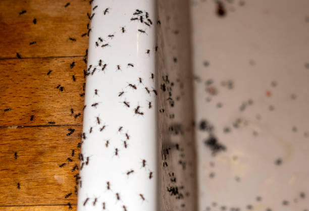 Best Affordable Pest Control Services  in Marlton, NJ