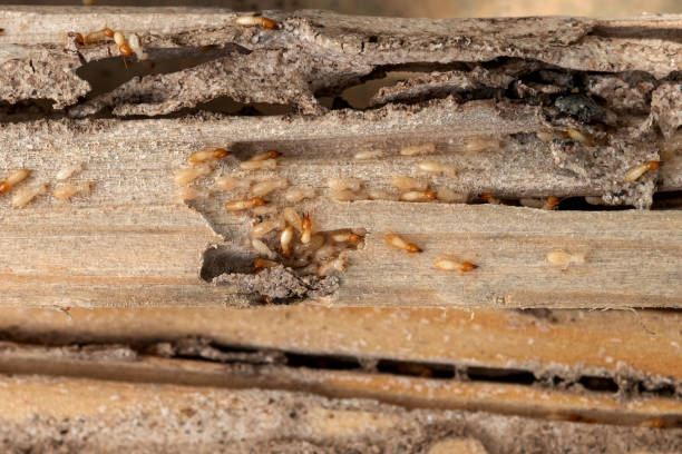 Flea Control Services in Marlton, NJ
